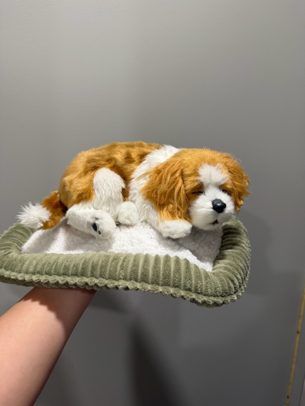 Sleeping petzzz